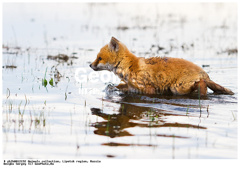 ��������, �������� �������, �������, ������������ ������ Vulpes vulpes, ��������, ��������, �������������, �������������, �����, �����, �������, ������, XYZ, ������, �������, ������, Canidae, ������������ ������, ����� ������, ����, Vulpes vulpes