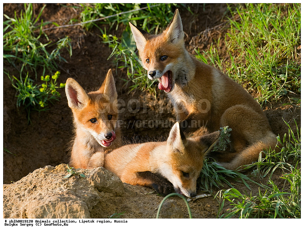 ��������, �������� �������, �������, ������������ ������ Vulpes vulpes, ��������, ��������, �������������, �������������, �����, �����, �������, ������, XYZ, ������, �������, ������, Canidae, ������������ ������, ����� ������, ����, Vulpes vulpes