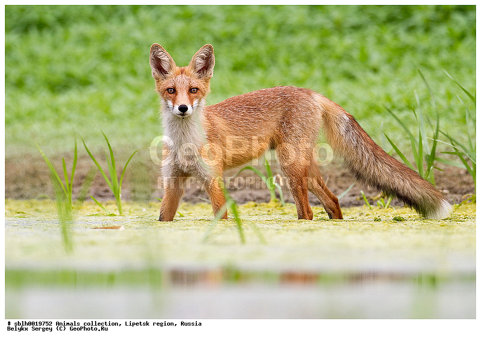 ����, ��������, �������� �������, �������, ������������ ������ Vulpes vulpes, ��������, ��������, �������������, �������������, �����, �����, �������, ������, XYZ, ������, �������, ������, Canidae, ������������ ������, ����� ������, ����, Vulpes vulpes