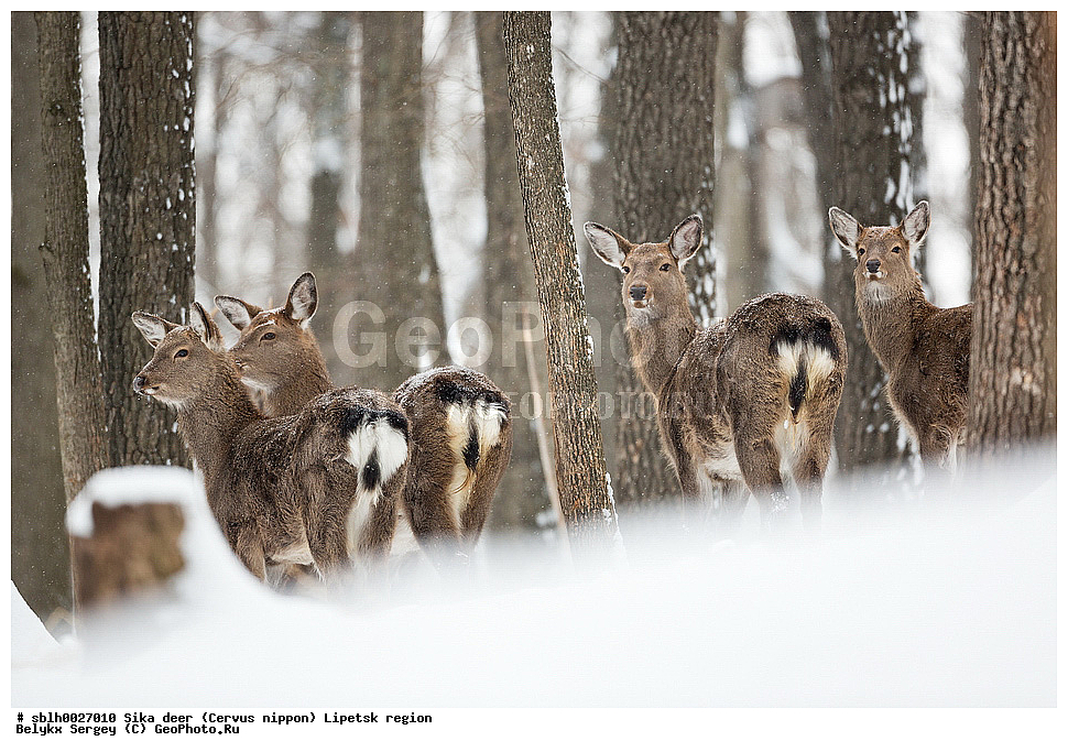 ��������, ��������� �����, Cervus nippon, �������� �������, ��������, ��������, �������������, �������������, �����, �����, XYZ, ��������, ������, Cervidae, ��������� �����, Cervus nippon