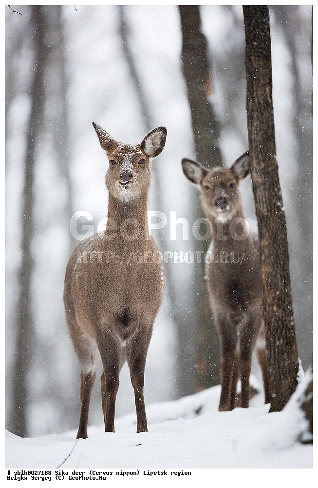 ��������, ��������� �����, Cervus nippon, �������� �������, ��������, ��������, �������������, �������������, �����, �����, XYZ, ��������, ������, Cervidae, ��������� �����, Cervus nippon