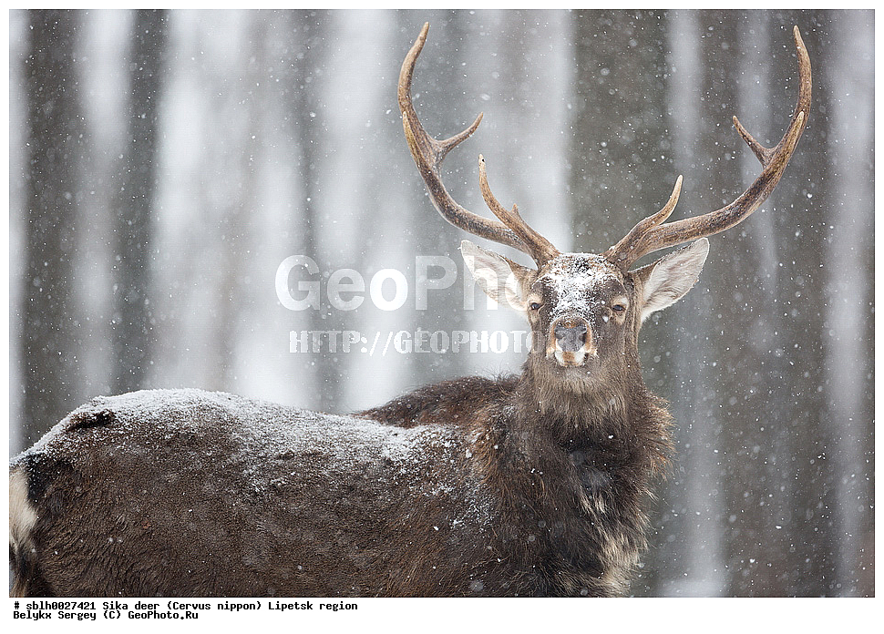 ��������, ��������� �����, Cervus nippon, �������� �������, ��������, ��������, �������������, �������������, �����, �����, XYZ, ��������, ������, Cervidae, ��������� �����, Cervus nippon