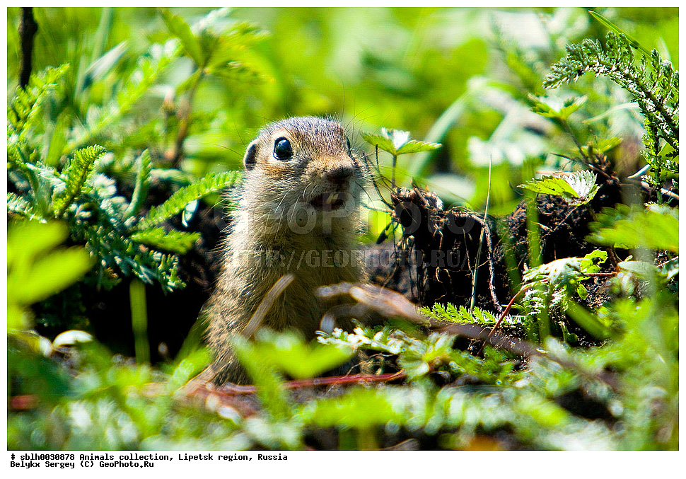 ��������, �������� �������, ��������� ������, ������, ��� �����, ��������, �������� �������, ��������, ��������, �������������, �������������, �����, �����, XYZ, �������, Sciuridae, ��������� ������, Spermophilus suslicus