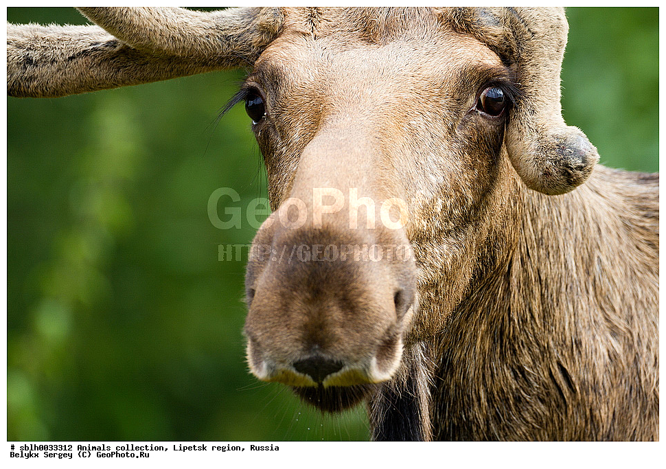 ����, ������� ����, ��������, �������� �������, ��������, ��������, �������������, �������������, �����, �����, XYZ, ��������, ������, Cervidae, ����, �������, Alces alces