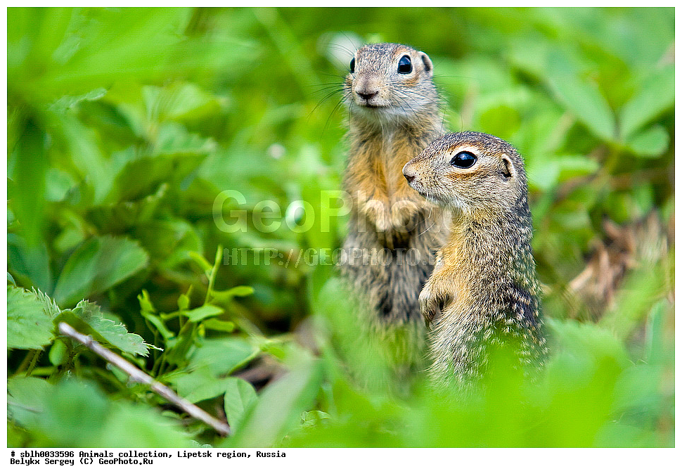 ��������, �������� �������, ��������� ������, ������, ��� �����, ��������, �������� �������, ��������, ��������, �������������, �������������, �����, �����, XYZ, �������, Sciuridae, ��������� ������, Spermophilus suslicus