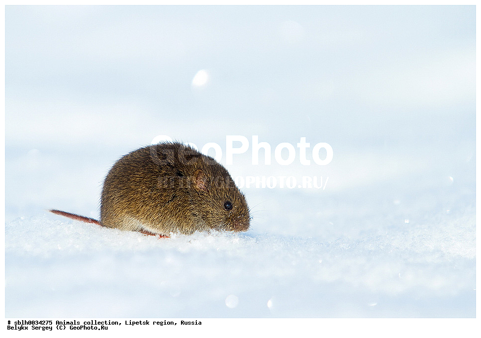 ������, ������������ ������, ����, ������, ��������, �������� �������, ��������, ��������, �������������, �������������, �����, �����, XYZ, ���������, Cricetidae, ������������ ������, ������������ �������, Microtus arvalis