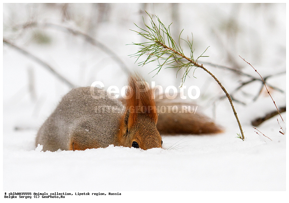 �����, ��������, �������� �������, ��������, ��������, �������������, �������������, �����, �����, XYZ, �������, Sciuridae, ������������ �����, �����, Sciurus vulgaris