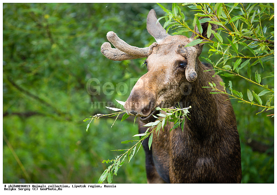 ����, �������, ���� ���, ��������, �������� �������, ��������, ��������, �������������, �������������, �����, �����, XYZ, ��������, ������, Cervidae, ����, �������, Alces alces