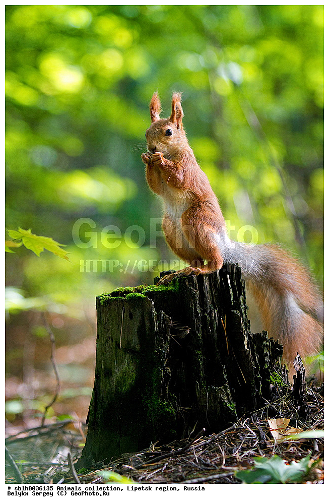 �����, ��������, �������� �������, ��������, ��������, �������������, �������������, �����, �����, XYZ, �������, Sciuridae, ������������ �����, �����, Sciurus vulgaris