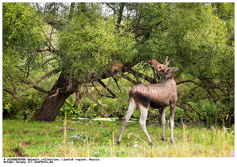 ����, �������, ���� ���, ��������, �������� �������, ��������, ��������, �������������, �������������, �����, �����, XYZ, ��������, ������, Cervidae, ����, �������, Alces alces