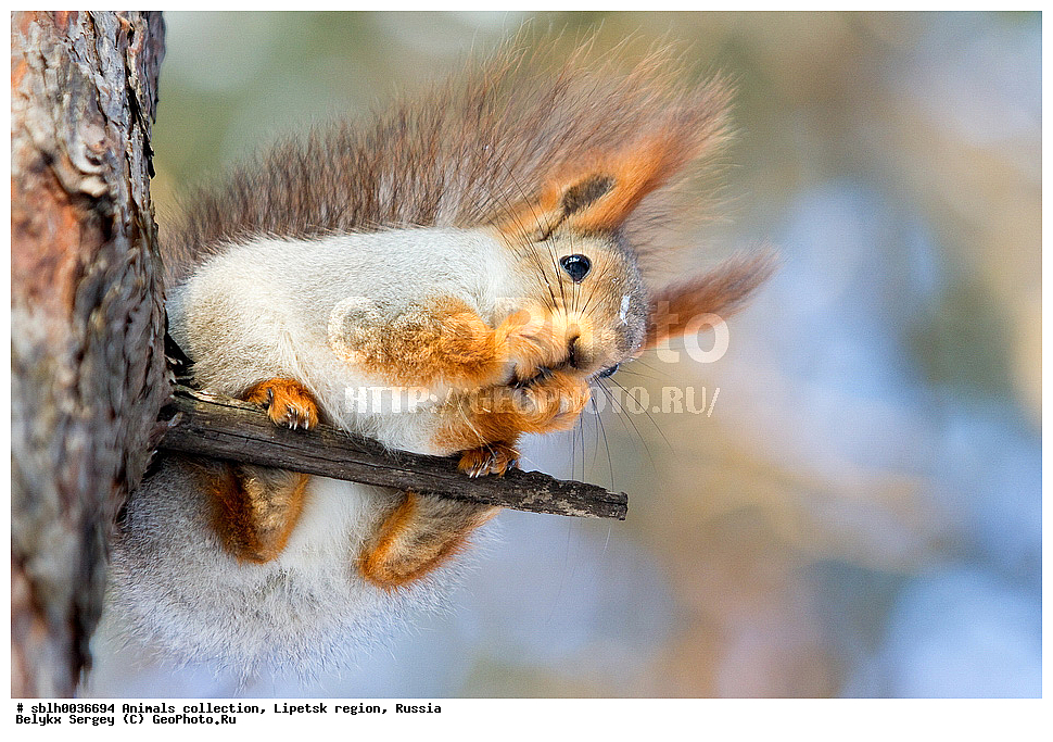 �����, ��������, �������� �������, ��������, ��������, �������������, �������������, �����, �����, XYZ, �������, Sciuridae, ������������ �����, �����, Sciurus vulgaris