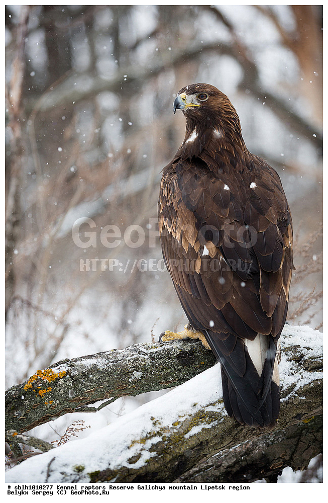 ������, ����, ��������, ������ �����, ������, �����, ����������, ������� ����, �������� �������, ��������, ��������, �����, �����, ��������, �����������, ������ �����, ������ �����, XYZ, ����������, Accipitridae, Aquila chrysaetos