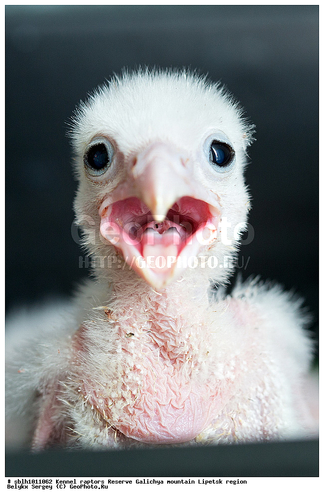 �������, �����, ������, ��������, ������ �����, ������, �����, ����������, ������� ����, �������� �������, ��������, ��������, �����, �����, ��������, �����������, ������ �����, ������ �����, XYZ, ���������, Falconidae, Falco cherrug, ������