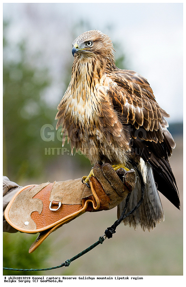 ������-������������, ������, ��������, ������ �����, ������, �����, ����������, ������� ����, �������� �������, ��������, ��������, �����, �����, ��������, �����������, ������ �����, ������ �����, XYZ, ����������, Accipitridae, Accipiter gentilis