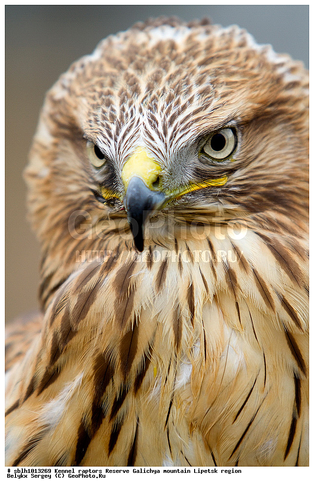 ������-������������, ������, ��������, ������ �����, ������, �����, ����������, ������� ����, �������� �������, ��������, ��������, �����, �����, ��������, �����������, ������ �����, ������ �����, XYZ, ����������, Accipitridae, Accipiter gentilis