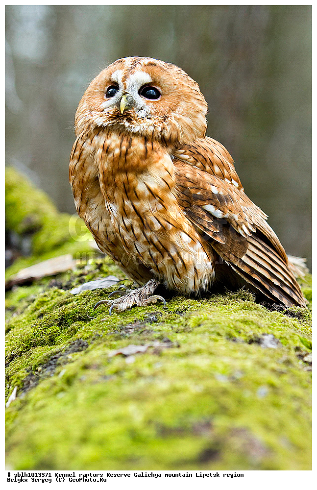 ����� �������, �������, ����, ��������, ������ �����, ������, �����, ����������, ������� ����, �������� �������, ��������, ��������, �����, �����, ��������, �����������, ������ �����, ������ �����, XYZ, �������, ��������� ����, Strigidae, ������������ �������, Strix aluco