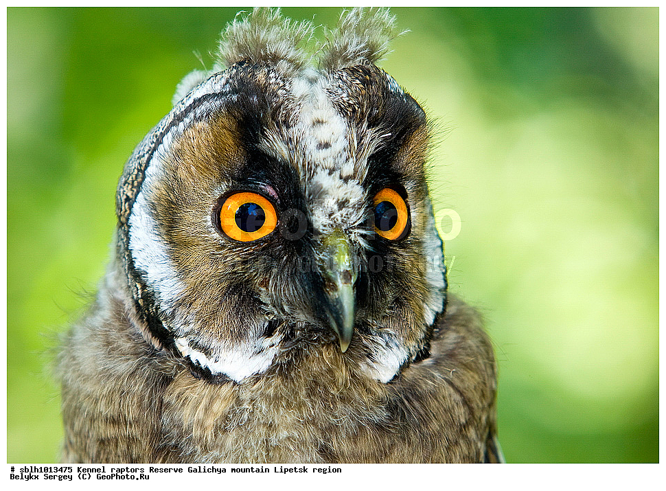 ������� ����, ����, ������ ����, ��������, ������ �����, ������, �����, ����������, ������� ����, �������� �������, ��������, ��������, �����, �����, ��������, �����������, ������ �����, ������ �����, XYZ, �������, ��������� ����, Strigidae, Asio otus