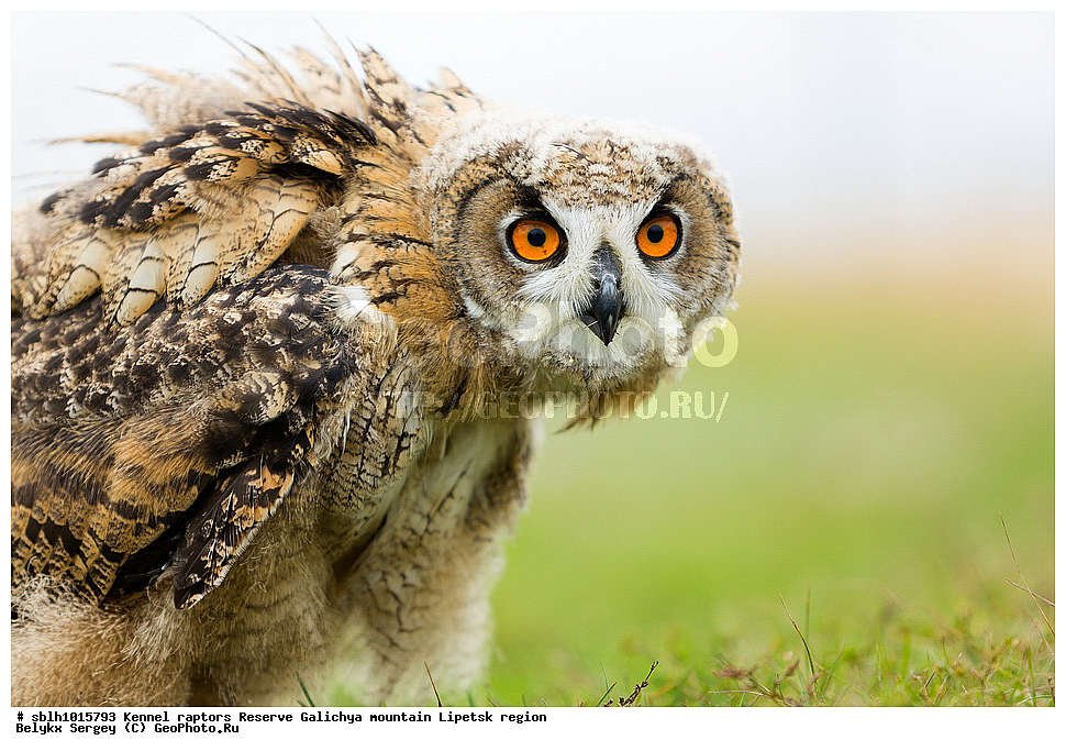 �����, ����� ������������, ��������, ������ �����, ������, �����, ����������, ������� ����, �������� �������, ��������, ��������, �����, �����, ��������, �����������, ������ �����, ������ �����, XYZ, �������, ��������� ����, Strigidae, Bubo bubo