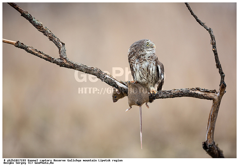 ���������� ���, ���, ��������, ������ �����, ������, �����, ����������, ������� ����, �������� �������, ������, �����, ��������, �������, ������, , ��������, ��������, �����, �����, ��������, �����������, ������ �����, ������ �����, XYZ, �������, ��������� ����, Strigidae, Glaucidium passerinum