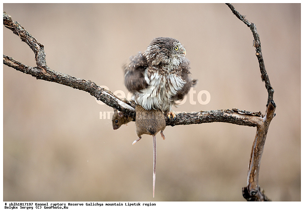 ���������� ���, ���, ��������, ������ �����, ������, �����, ����������, ������� ����, �������� �������, ��������, ��������, �����, �����, ��������, �����������, ������ �����, ������ �����, XYZ, �������, ��������� ����, Strigidae, Glaucidium passerinum