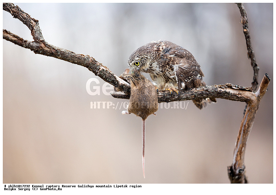 ���������� ���, ���, ��������, ������ �����, ������, �����, ����������, ������� ����, �������� �������, ��������, ��������, �����, �����, ��������, �����������, ������ �����, ������ �����, XYZ, �������, ��������� ����, Strigidae, Glaucidium passerinum