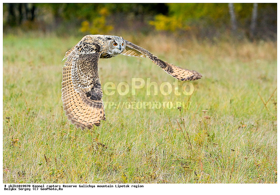 �����, ����� ������������, ��������, ������ �����, ������, �����, ����������, ������� ����, �������� �������, ��������, ��������, �����, �����, ��������, �����������, ������ �����, ������ �����, XYZ, �������, ��������� ����, Strigidae, Bubo bubo