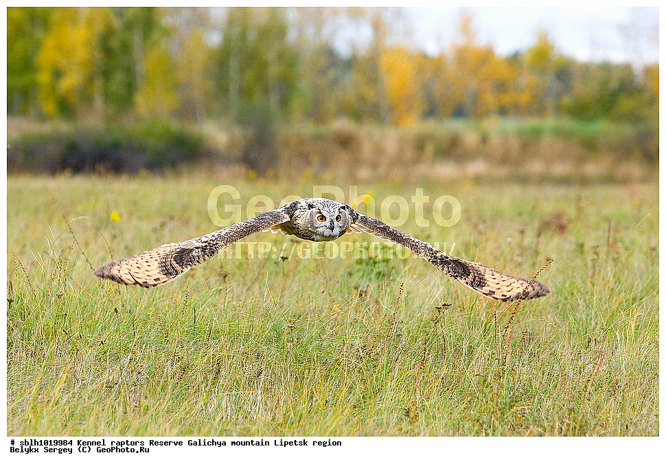 �����, ����� ������������, ��������, ������ �����, ������, �����, ����������, ������� ����, �������� �������, ��������, ��������, �����, �����, ��������, �����������, ������ �����, ������ �����, XYZ, �������, ��������� ����, Strigidae, Bubo bubo