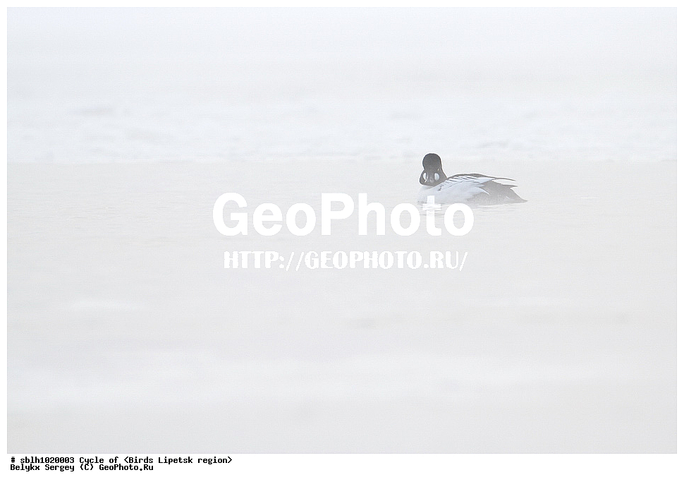 �����, �����, �������� �������, ��������, ��������, ��������, �����������, �����������������, ������������� �����, ������������� �����, XYZ, ����������,������, Anatidae, ������, Bucephala clangula, ������