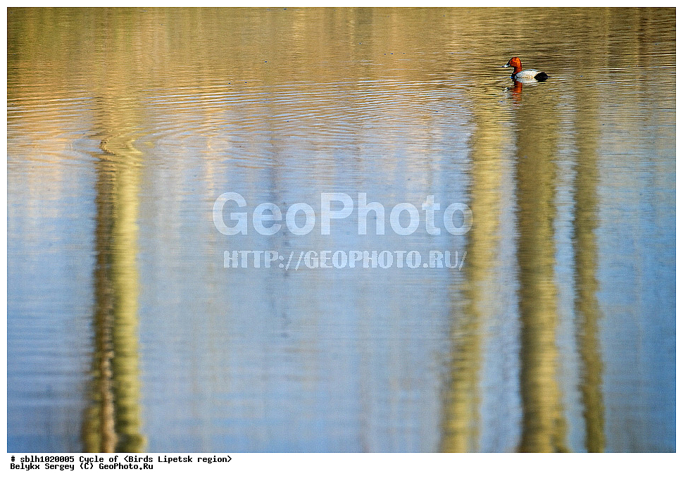 �����, �����, �������� �������, ��������, ��������, ��������, �����������, �����������������, ������������� �����, ������������� �����, XYZ, ����������,������, Anatidae, ������������� �����, Aythya ferina, ������