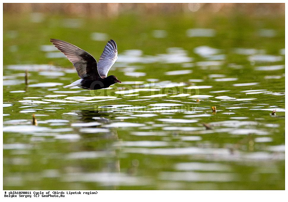 �����, �����, �������� �������, ��������, ��������, �����, �����, ��������, �����������, ������� �����, ������� �����, XYZ, ����������, ���������, Sternidae, ���������� �������� ������, Chlidonias leucopterus, ������