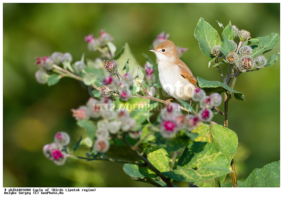 ����� ������, �����, �����, �������� �������, ��������, ��������, �����, �����, ��������, �����������, XYZ, ���������, Sylviidae, ����� ������, Sylvia communis, ������