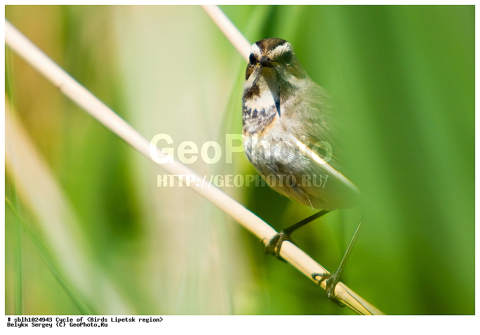 �����, �����, �������� �������, ��������, ��������, ��������, �����������, �����, �����, XYZ, ����������, ������������, Muscicapidae, ���������, Luscinia svecica, ��������, ��������, ��������, �����������, �����, �����, XYZ, ����������, ������������, Muscicapidae, ���������, Luscinia svecica, ��������, ��������, ��������, �����������, �����, �����, XYZ, ����������, ������������, Muscicapidae, ���������, Luscinia svecica, ������