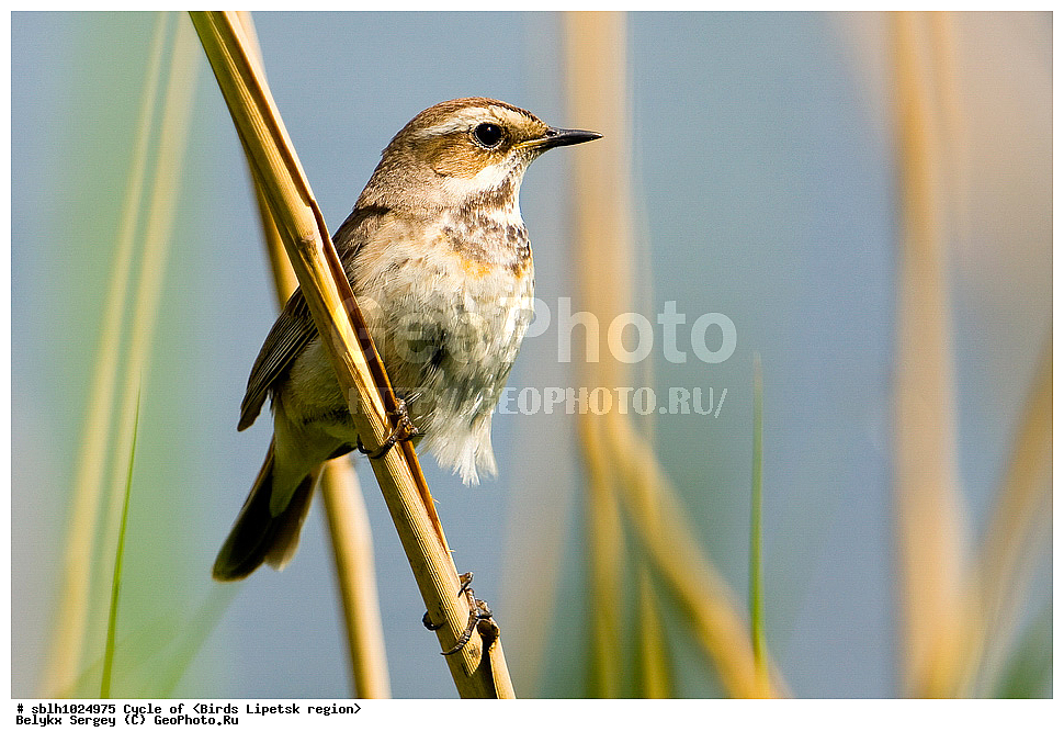 �����, �����, �������� �������, ��������, ��������, ��������, �����������, �����, �����, XYZ, ����������, ������������, Muscicapidae, ���������, Luscinia svecica, ��������, ��������, ��������, �����������, �����, �����, XYZ, ����������, ������������, Muscicapidae, ���������, Luscinia svecica, ��������, ��������, ��������, �����������, �����, �����, XYZ, ����������, ������������, Muscicapidae, ���������, Luscinia svecica, ������