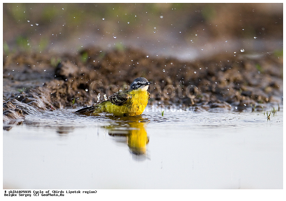 ������ ����������, ����������, � ����, ������, �����, �����, �������� �������, ��������, ��������, �����, �����, ��������, �����������, XYZ, �������������, Motacillidae, Ƹ���� ����������, ������ ����������, ������, Motacilla flava, ������