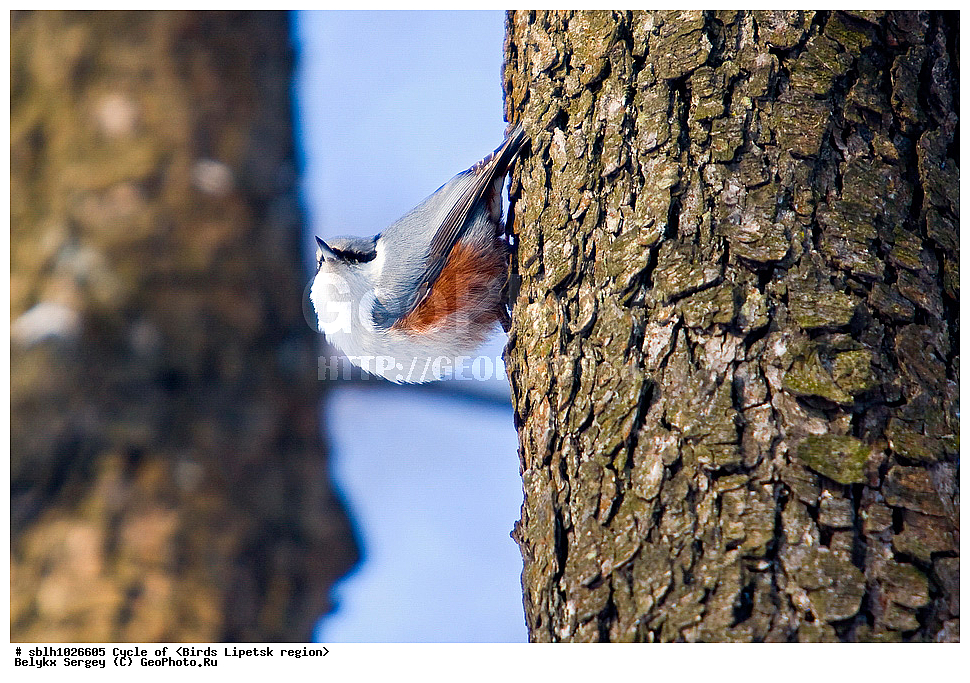 �����, �����, �������� �������, ��������, ��������, ��������, �����������, �����, �����, XYZ, ����������, �����������, Sittidae, ������������ ���������, �����, Sitta europaea, ������