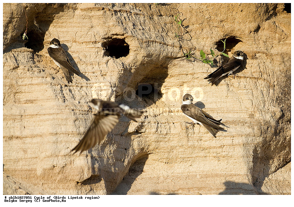 �����, �����, �������� �������, ��������, ��������, ��������, �����������, �����, �����, XYZ, ����������, �����������, Hirundinidae, �����������, ��������� ��������, Riparia riparia, ������