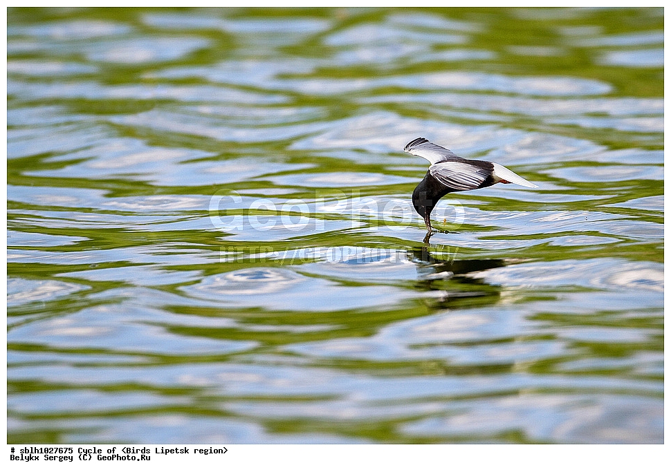 �����, �����, �������� �������, ��������, ��������, �����, �����, ��������, �����������, ������� �����, ������� �����, XYZ, ����������, ���������, Sternidae, ���������� �������� ������, Chlidonias leucopterus, ������