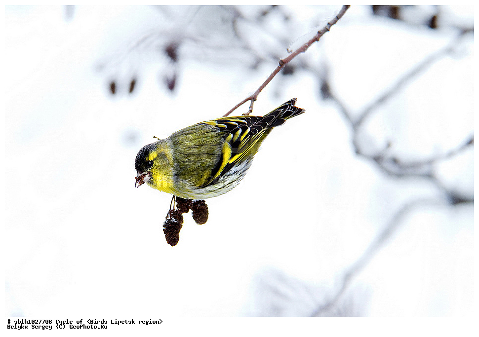 �����, �����, �������� �������, ��������, ��������, ��������, �����������, �����, �����, XYZ, ����������, ���������, Fringillidae, ���, Carduelis spinus, Spinus spinus, ������