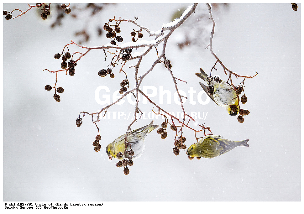 �����, �����, �������� �������, ��������, ��������, ��������, �����������, �����, �����, XYZ, ����������, ���������, Fringillidae, ���, Carduelis spinus, Spinus spinus, ������