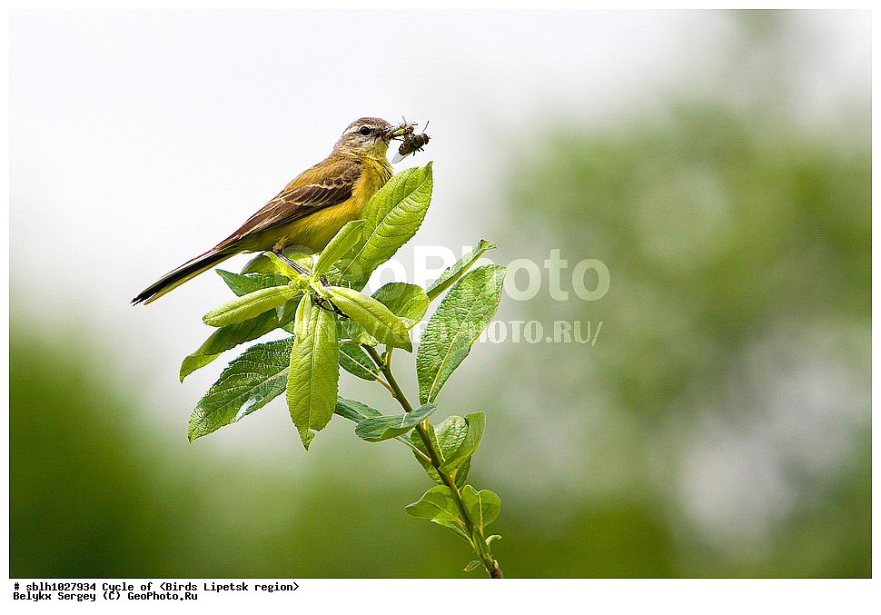 ������ ����������, ����������, � �������, �����, �����, �������� �������, ��������, ��������, �����, �����, ��������, �����������, XYZ, �������������, Motacillidae, Ƹ���� ����������, ������ ����������, ������, Motacilla flava, ������