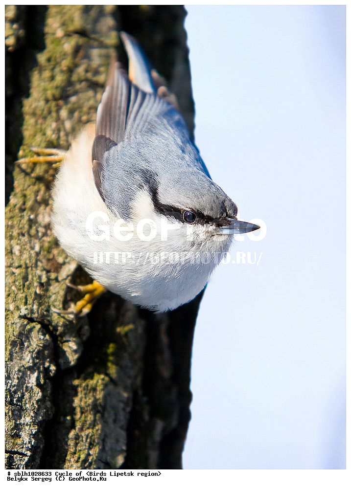 �����, �����, �������� �������, ��������, ��������, ��������, �����������, �����, �����, XYZ, ����������, �����������, Sittidae, ������������ ���������, �����, Sitta europaea, ������