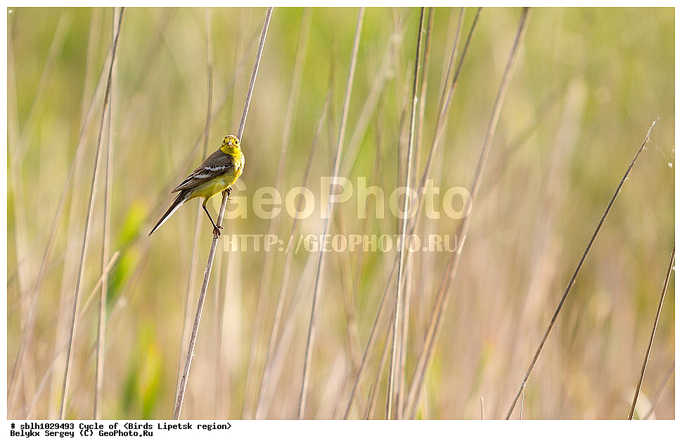 ������������ ����������, ����������, �����, �����, �������� �������, ��������, ��������, �����, �����, ��������, �����������, XYZ, �������������, Motacillidae, ������������ ����������, Motacilla citreola, ������