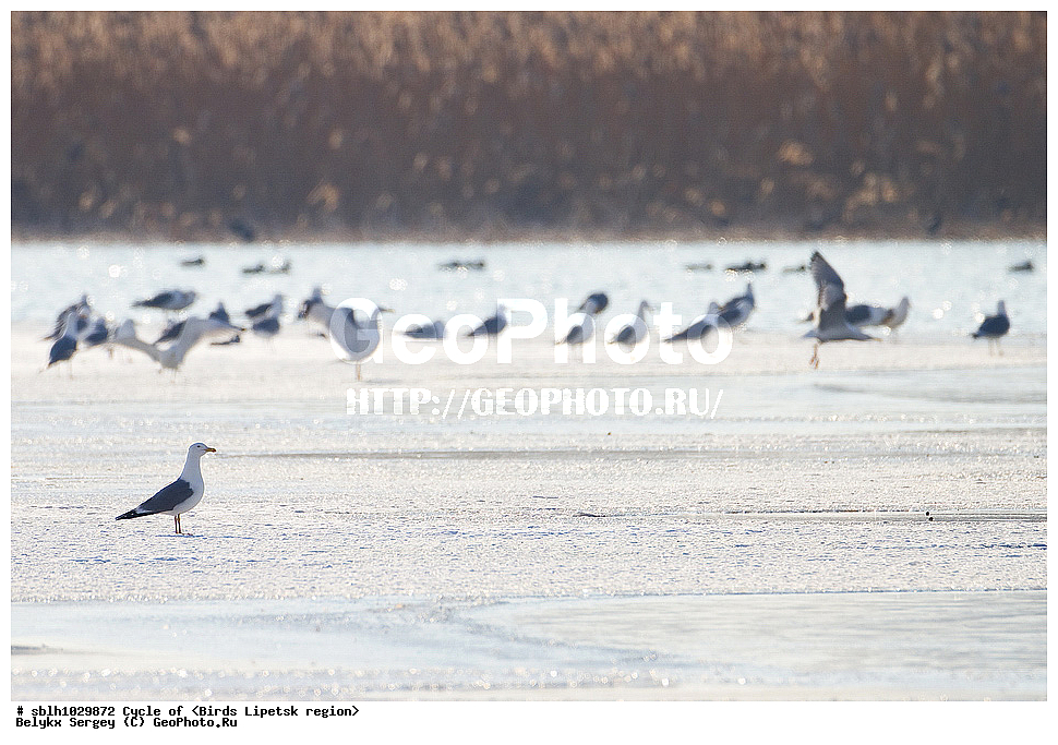 ���������, ������� �����, �����, �����, �����, �������� �������, ��������, ��������, �����, �����, ��������, �����������, ������� �����, ������� �����, XYZ, ��������, Laridae, ���������, C������ �����, Larus cachinnans, ������