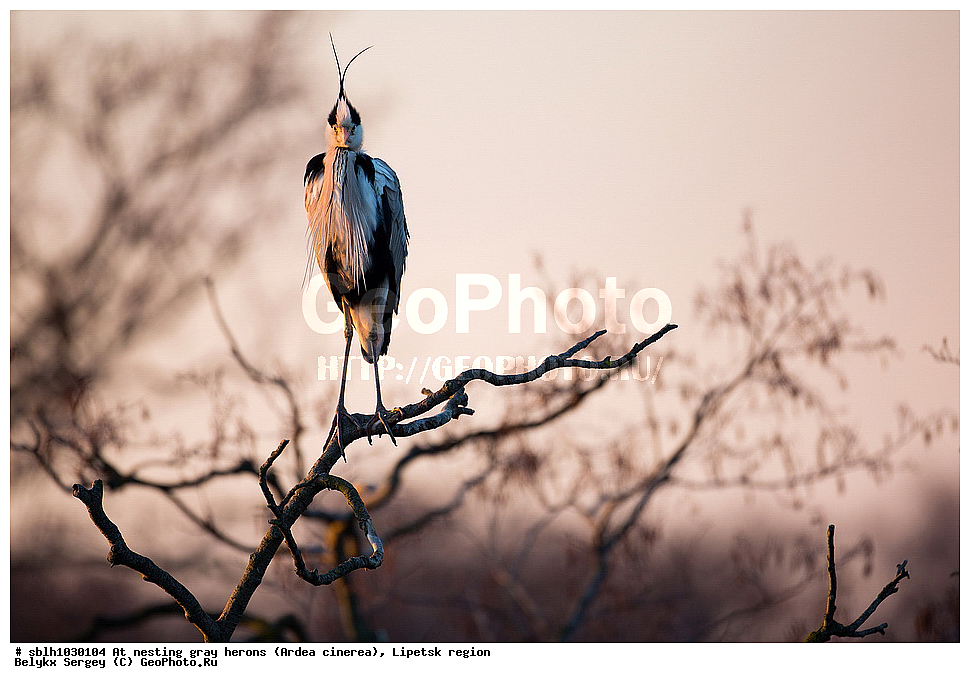  �����, �����, �������� �������, �� ���������, ����� �����, Ardea cinerea, ��������, ��������, ��������, �����������, XYZ, ����������, ��������, Ardeidae