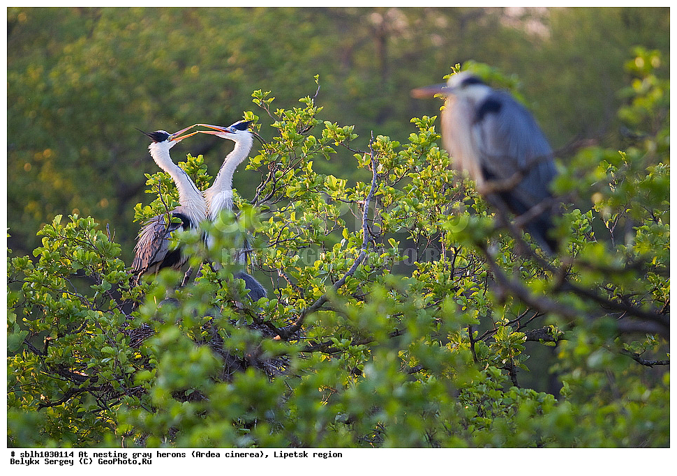  �����, �����, �������� �������, �� ���������, ����� �����, Ardea cinerea, ��������, ��������, ��������, �����������, XYZ, ����������, ��������, Ardeidae