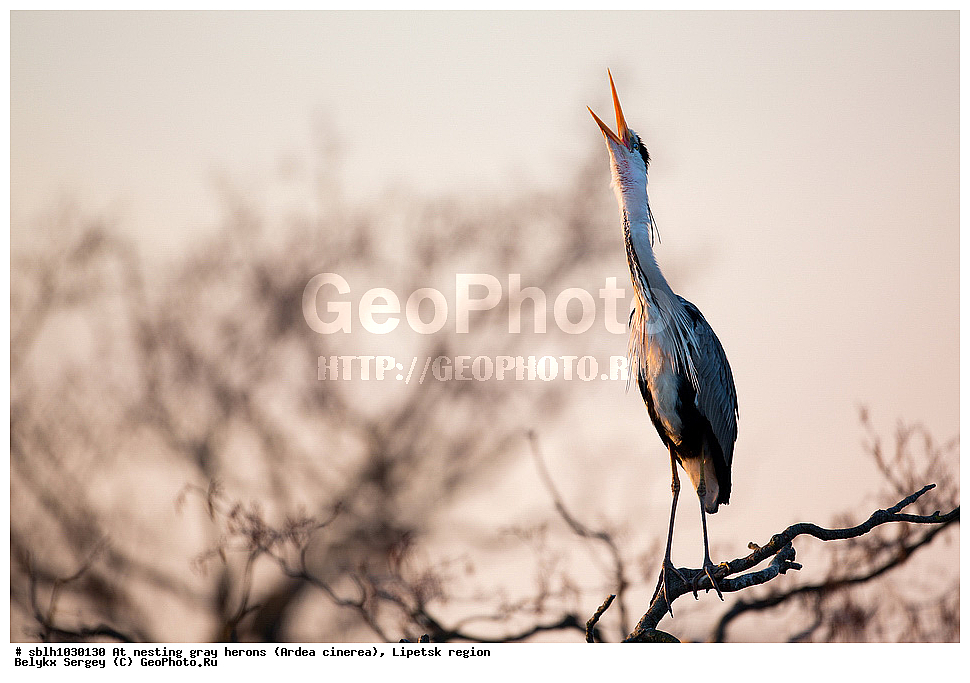  �����, �����, �������� �������, �� ���������, ����� �����, Ardea cinerea, ��������, ��������, ��������, �����������, XYZ, ����������, ��������, Ardeidae
