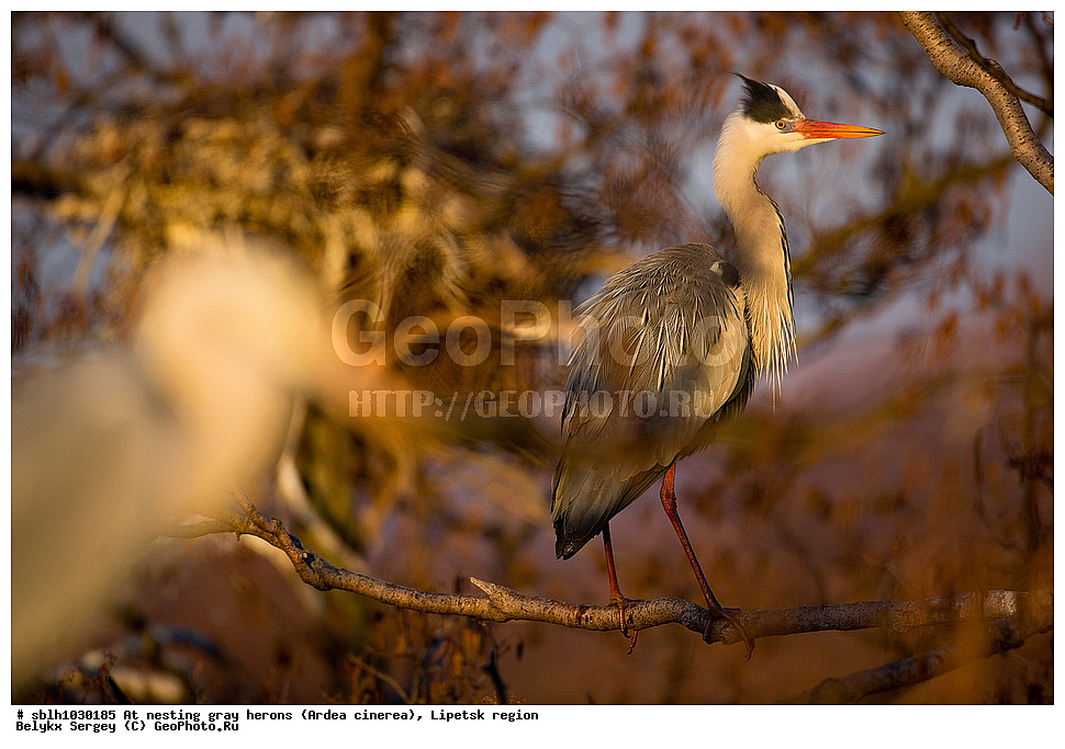  �����, �����, �������� �������, �� ���������, ����� �����, Ardea cinerea, ��������, ��������, ��������, �����������, XYZ, ����������, ��������, Ardeidae