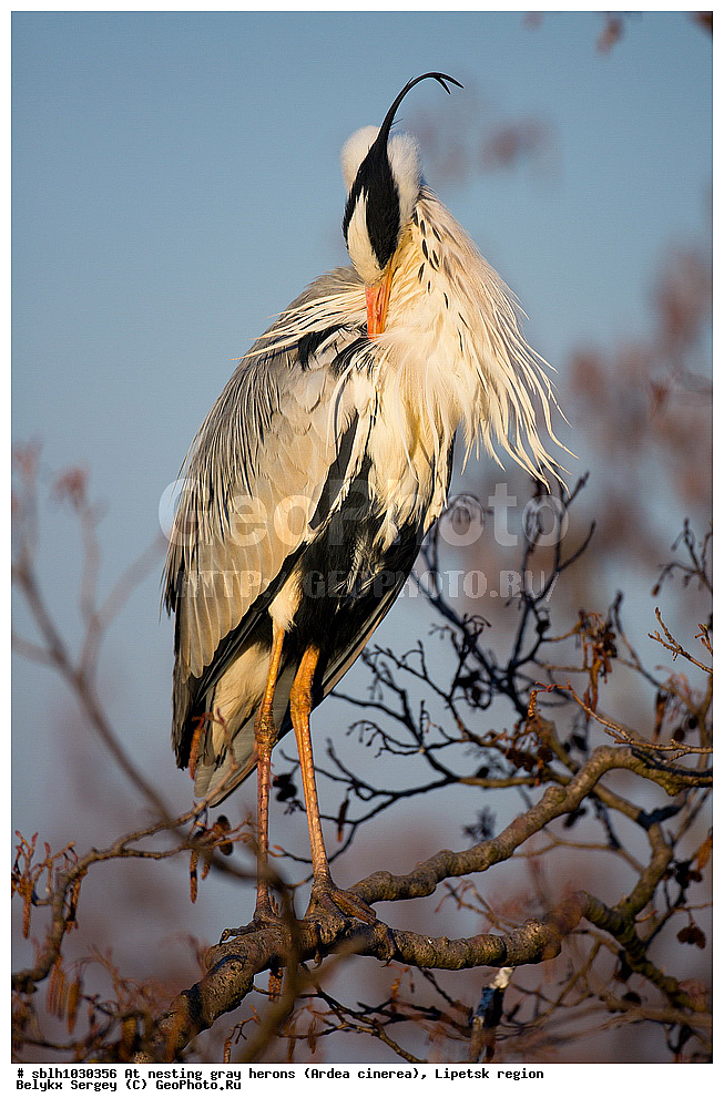  �����, �����, �������� �������, �� ���������, ����� �����, Ardea cinerea, ��������, ��������, ��������, �����������, XYZ, ����������, ��������, Ardeidae