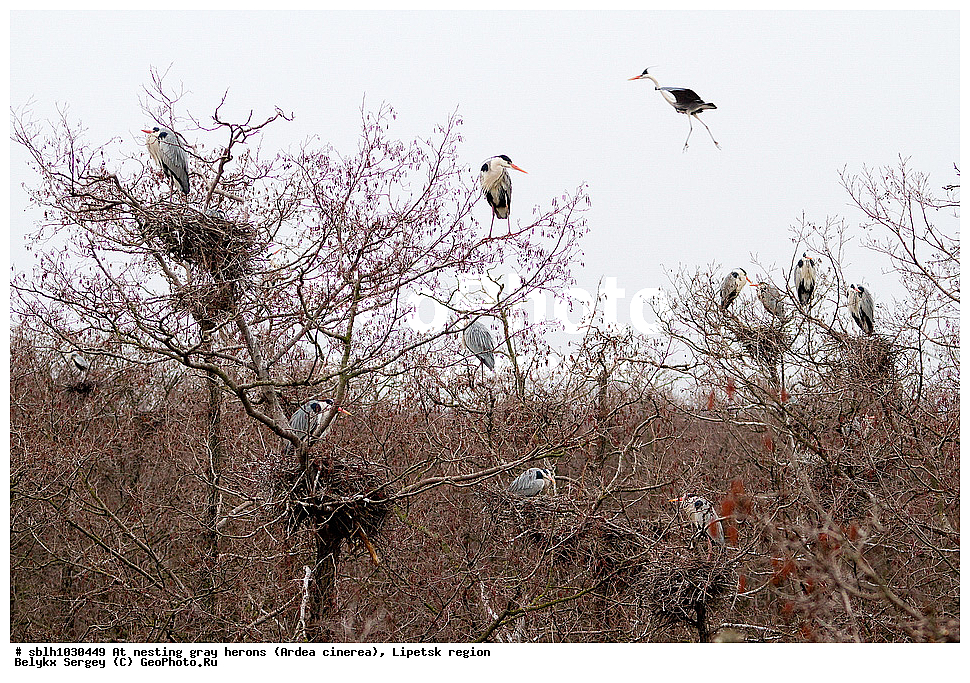  �����, �����, �������� �������, �� ���������, ����� �����, Ardea cinerea, ��������, ��������, ��������, �����������, XYZ, ����������, ��������, Ardeidae