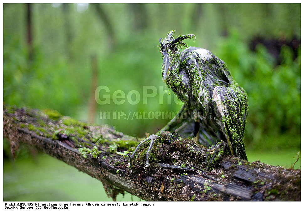  �����, �����, �������� �������, �� ���������, ����� �����, Ardea cinerea, ��������, ��������, ��������, �����������, XYZ, ����������, ��������, Ardeidae